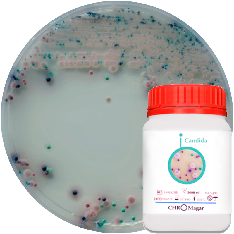 Хромогенне середовище для виділення та диференціювання Candida spp. / CHROMagarTM Candida Plus, Sanimed-M